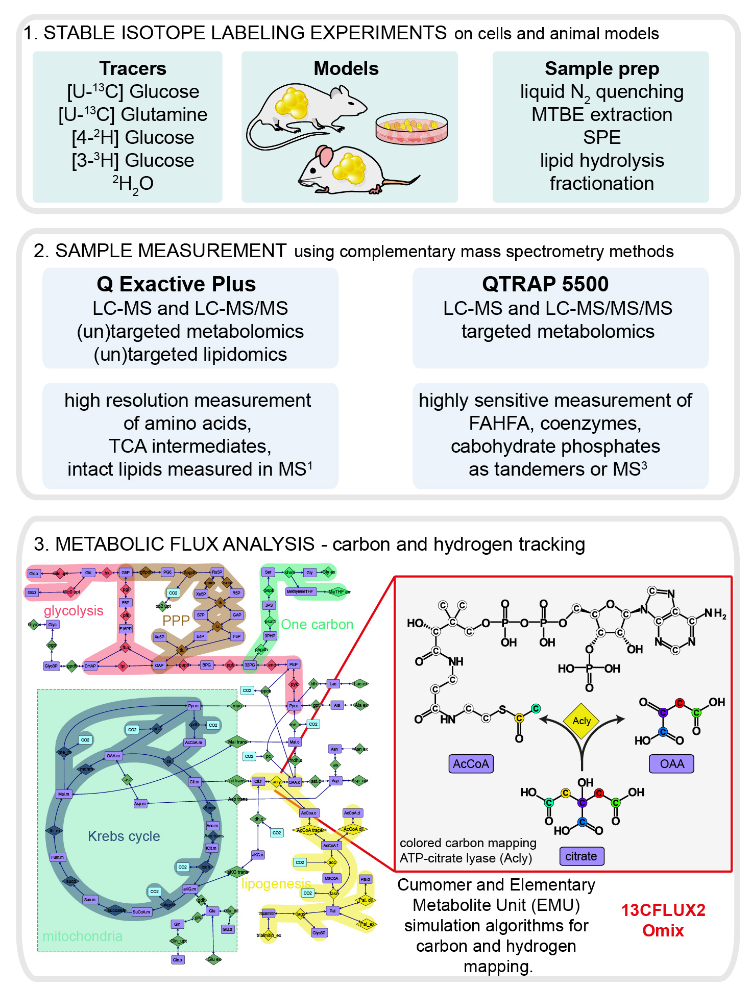 metabolic labeling