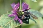 Samec drvodělky Xylocopa lugubris na květenství druhu Hypoestes aristata z čeledi paznehtníkovitých (Acanthaceae). Foto Š. Janeček a R. Tropek