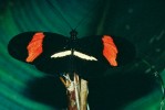 Zástupce černo-červeného komplexu Heliconius melpomene. Kostarika. Foto G. O. Krizek