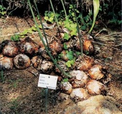 Cibule urginey mořské rostoucí v Botanické zahradě Marimurtra v Blanes na pobreží Španělska. Ani na přirozených stanovištích nejsou cibule v pravém slova smyslu podzemní. Foto M. Studnička / © M. Studnička