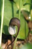 Květenství křivušek (Arisarum)