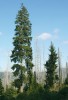 Smrky odolávající lýkožroutovi  smrkovému. Gradaci kůrovce nejčastěji přežily silně vzrostlé, nadúrovňové  stromy s pravidelnou korunou, nebo  naopak exempláře slabší, podúrovňové. Foto M. Edwards Jonášová