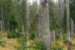 Na vlhčích a podmáčených místech zůstává po napadení lýkožroutem mnoho živých stromů – na snímku Roklanský les. V případě zásahu proti kůrovci  by byl postupně vykácen celý porost. Foto M. Edwards Jonášová