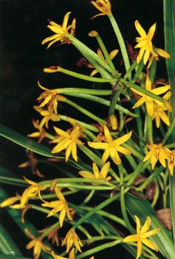 Apostasia wallichii – nejrozšířenější zástupce celé podčeledi a jediný druh rostoucí v Austrálii, v oblasti Queens­landu. Žluté, téměř pravidelné květy  jsou 0,8–1,2 cm velké a vzdáleně připomínají např. květ rajčete. Foto A. Lamb