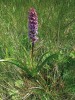 Typická orchidej horských luk pětiprstka žežulník (Gymnadenia conopsea). Foto V. Hadincová