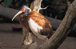 Endemický a vyhubením ohrožený ibis madagaskarský (Lophotibis cristata) v zoo hlavního města Antananarivo. Foto A. Pazderová / © A. Pazderová