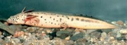 Částečně albinotická larva čolka velkého (Triturus cristatus) se zvýšenou skvrnitostí po půl roce pozorování (celkové stáří necelý jeden rok). Foto L. Brejšková / © L. Brejšková