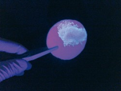 Vzorek spermatu po ozáření UV světlem fluoreskuje. Uvedeného jevu se využívá při vyhledávání tohoto typu biologických stop. Orig. Daniel Vaněk