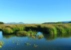 Laguna Magdalena poblíž stejnojmenného městečka, je zase jedinou známou lokalitou dalšího druhu téhož rodu – alotoky skvrnité (A. maculata). Oba uvedené druhy mají podle IUCN status kriticky ohrožené, ale v posledních pěti letech  již nebyly na těchto lokalitách uloveny  a je tedy otázkou, zda nebudou přeřazeny do kategorie v přírodě vyhynulé. Foto R. Slaboch