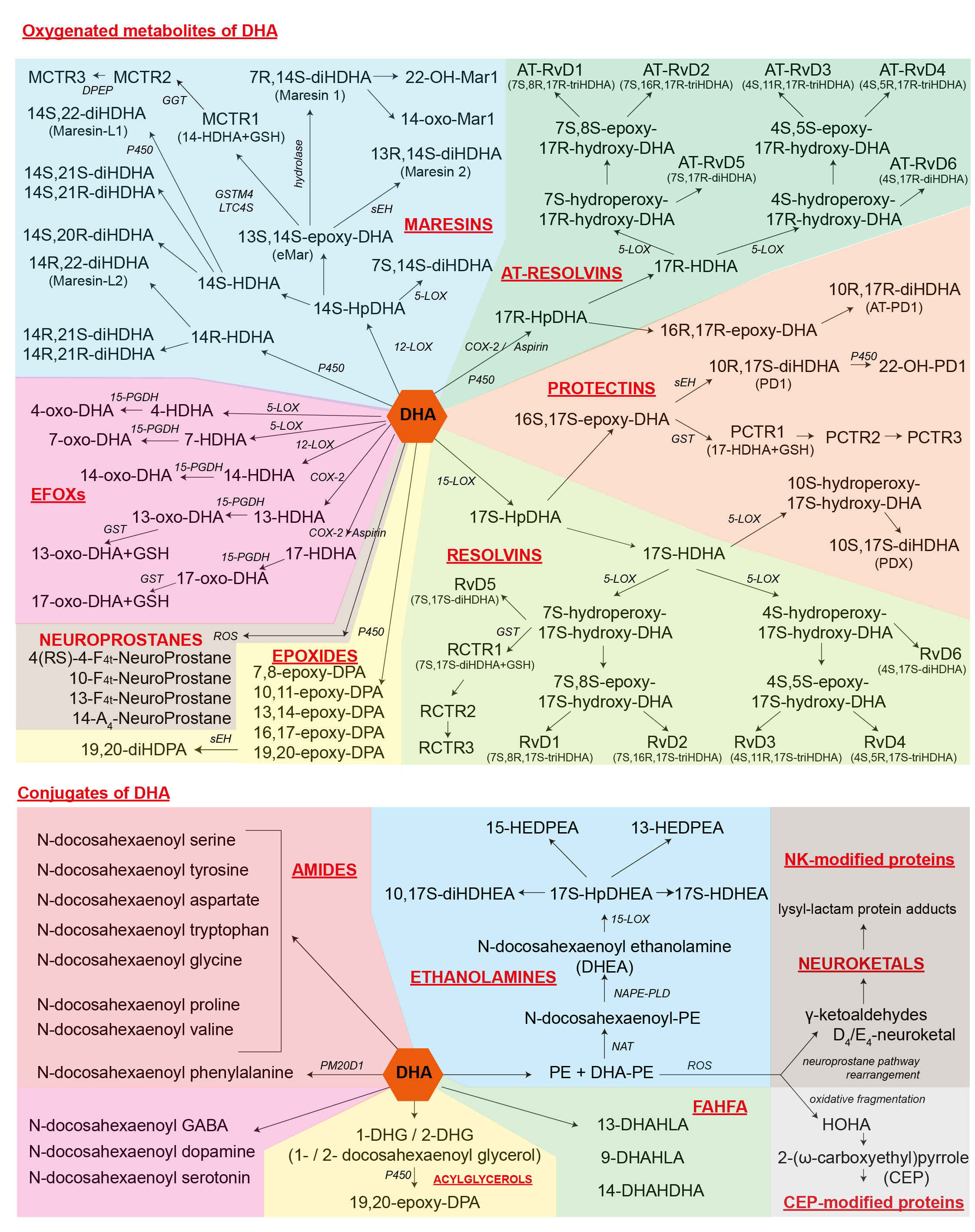 DHA metabolites scheme