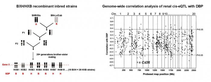 Genetics of Model Diseases