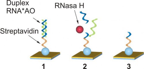 Obrázek č. 1 - Zobrazení principu metody pro studium aktivity RNasy H pomocí SPR biosenzoru.