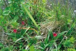 Pleurostima gounelleana z čeledi veloziovitých (Velloziaceae) je schopna rozrůstat se po žulových balvanech  a připravovat bydliště pro další druhy, zde např. pro vzácnou endemickou  kapradinu Doryopteris itatiaiensis,  patrnou vlevo i vpravo v popředí. Alpínský stupeň Mantiqueiry. Foto M. Studnička