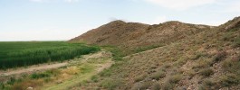Ostrý kontrast polopouštní vegetace na vyvýšených kopečcích a rozsáhlých mokřadů na planině podél řeky Araks v západní Arménii