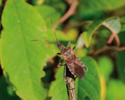 Dospělec vroubenky americké (Leptoglossus occidentalis) – první doložený nález tohoto nepůvodního druhu ploštice v České republice v říjnu 2006; areál Mendelovy zemědělské a lesnické univerzity v Brně. Foto J. Beránek ml. / © J. Beránek jr.