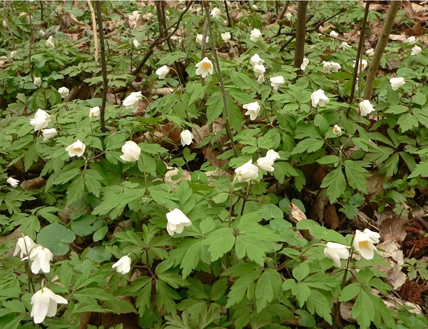 sasanka hajní (Anemone nemorosa), typická jarní květina našich listnatých lesů