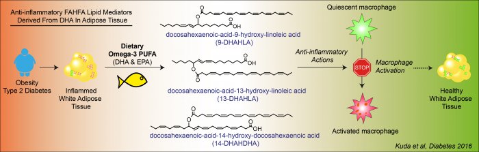 Anti-inflammatory effects  of novel lipokines of fatty acid esters of hydroxy fatty acids  family in obesity