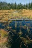 Horské vrchoviště v komplexu Březnických slatí se zarůstající rýhou 6 let  po revitalizaci. Foto I. Bufková 