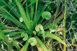 Bublinatka růžkatá a asi 70 cm široká růžice máčky Eryngium fluminense v alpínském stupni na hoře Pedra  do Sino v pohoří Órgãos. Foto M. Studnička