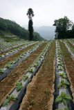 A tobacco field on the surface of karstic rocks. Xiaonanhai City area.