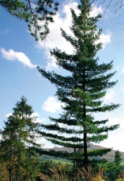 Severoamerická borovice vejmutovka (Pinus strobus) v Labských pískovcích, v pozadí Studený vrch. Foto V. Hadincová / © V. Hadincová