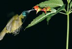 Samec strdimila kamerunského (Cyanomitra oritis) je schopen třepotavého letu při sání nektaru z květů netýkavky Impatiens sakeriana. Foto Š. Janeček 