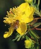 Včela medonosná (Apis mellifera) sající nektar na květu třezalky Hypericum revolutum – jednoho ze studovaných druhů rostlin v kamerunském pohoří Bamenda Highlands. Foto Š. Janeček a R. Tropek