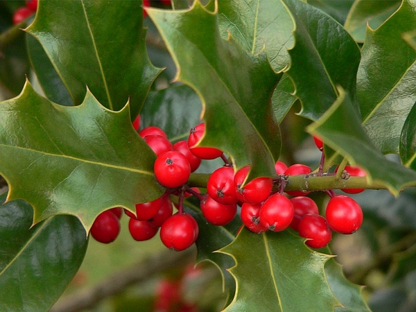 větev cesmíny ostrolisté (Ilex aquifolium) s neopadavými listy a červenými bobulemi