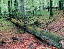 Trouchnivějící dřevo a kůra padlých kmenů obřích jedlí, buku a smrku jsou životním prostředím řady vzácných půdních živočichů, hub a hlenek. Žijí zde např. chvostoskoci Folsomia inoculata a v okolní půdě jsou hojní zástupci rodu Karlstejnia ci další druhy rodu Folsomia a Neelides folsomi. Foto J. Rusek / © J. Rusek