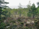 Rašeliniště, označovaná jako blata nebo slatě, hromadí obrovské množství organické hmoty a vážou tak uhlík  mimo ovzduší. Navíc hostí řadu  organismů s vyhraněnými nároky  na prostředí. Vyskytují se hlavně  v severní části Ameriky a Eurasie. Národní přírodní rezervace Abernethy  ve Skotsku