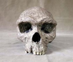 Odlitek lebky anteneandertálce (Homo heidelbergensis) z Broken Hill (Zimbabve). Foto P. Velemínský