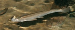 Hladinovka čtyřoká (Anableps anableps; dříve halančík čtyřoký) získala jméno díky anatomii oka, jehož jedna část umožňuje sledovat prostor pod vodou a druhá souběžně nad hladinou. Foto Roman Slaboch