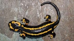 Poddruh mloka skvrnitého Salamandra salamandra bernardezi je endemický na Pyrenejském poloostrově. Lokalita Puerto de Pajares, Španělsko. Foto R. Sejkora / © R. Sejkora
