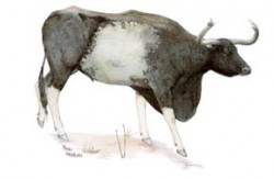 Mladý dospělý býk kupreje (Bos sauveli) s charakteristickou světlou sedlovou skvrnou na bocích a prodlouženým krčním lalokem. U krav se tato kresba nevytváří a lalok je zřetelně menší. Orig. P. Hrabina / © P. Hrabina