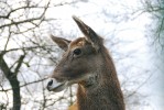 Jelen bělohubý (Cervus albirostris) v Zoo Ústí nad Labem. Foto J. Pluháček