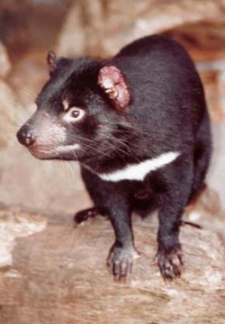 Dospělý jedinec ďábla medvědovitého (Sarcophilus laniarius), v současnosti největšího dravého vačnatce obývajícího Tasmánii. Foto J. Simon / © J. Simon