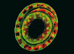 Postrach daltonika. Řez stéblem zástupce čeledi lipnicovitých (Poaceae) ve fluorescenčním mikroskopu. Preparát nebyl barven, vše je projevem přirozené autofluorescence rostlinných pletiv. Ve středu dutý stonek (stéblo), okolo pochva listu. Cévní svazky mají tvar smrtky, typický pro jednoděložné (Liliopsida). V rámci cévních svazků jsou nejvýraznější dvě velké cévy. Okolo svazků zeleně zbarvený sklerenchym vyztužující stéblo. Červeně pletiva s vysokým obsahem chloroplastů, neboť chlorofyl má červenou autofluorescenci. Foto Jan Martinek / © Photo Jan Martinek