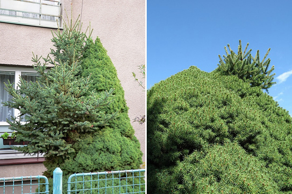 Smrk sivý (Picea glauca), kultivar Conica. Strom se zpětnou mutací.