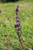 Hořeček nahořklý pravý (Gentianella amarella subsp. amarella) na louce Dolní Jitrnice v přírodní rezervaci Opolenec u Vimperka (22. září 2013). Foto J. Brabec