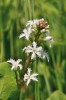 Vzácným obyvatelem silně podmáčených a těžko přístupných míst je vachta trojlistá (Menyanthes trifoliata). Foto J. Malíček