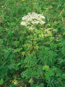 Mázdřinec Pleurospermum  uralense – baškirská národní rostlina,  z jejíchž dutých lodyh se vyrábí tradiční dechový nástroj kurai. Foto J. Losík