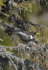 Početnost kosa horského (Turdus torquatus alpestris) se v celých Krkonoších odhaduje  zhruba na 300 hnízdících párů a zdá se být stabilní. Spodní hranice hnízdního výskytu se však z 800 m n. m. před 20 lety posouvá výše do hor, patrně pod vlivem klimatické změny. Foto T. Bělka