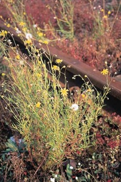 Novinka posledních let pro českou flóru – jihoafrický starček úzkolistý (Senecio inaequidens) na nádraží ve Vršovicích v Praze (2002). Foto P. Kovář / © Photo P. Kovář