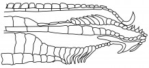 Anatomie gonopodia samců rodu Xiphophorus. Terminální háčky, připomínající záštitu dýky, daly vzniknout názvu rodu. Podle: N. Dokoupil (1999), orig. R. Slaboch