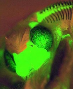 Dospělý bourec morušový (Bombyx mori), do jehož genomu byla dědičně vnesena DNA kódující zeleně fluoreskující protein z medúzy Aequorea victoria pro studium biologické funkce genů metodami reverzní genetiky. Foto M. Jindra / © Photo M. Jindra