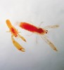 Drobné krevety druhu Typton car­neus mají takřka totožnou barvu jako houby, v nichž žijí, přestože jim přímá predace téměř nehrozí. Toto zbarvení je  patrně pouze průvodním jevem  konzumace tkání houby. Foto Z. Ďuriš a I. Horká