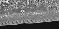 Detail čepele pohyblivého prstu  klepeta krevety rodu Typton. Na hraně jsou vidět stopy opotřebení a drobné zoubky připomínající na příčném řezu valchu. Roztroušené objekty na snímku mezi zoubky a v jejich okolí jsou  tyčinkovité bakterie. Foto P. J. Juračka