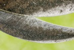 Zahradnické nůžky se zřejmým mechanickým opotřebením, které vypadá velmi podobně jako u klepítek spongo­biotických krevet. Foto P. J. Juračka
