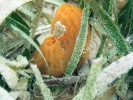 Pestře zbarvená houba Klausova (Tedania klausi) v porostu „mořských trav“ karibského korálového ostrova u pobřeží Belize. Foto Z. Ďuriš a I. Horká