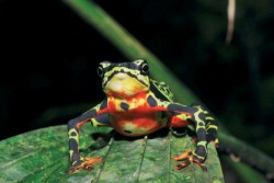 Mezi chytridiomykózou nejohroženější rody žab patří jihoameričtí atelopové – na snímku Atelopus pulcher z Peru. 

Foto K. H. Jungfer / © Photo K. H. Jungfer